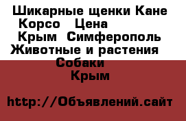 Шикарные щенки Кане Корсо › Цена ­ 40 000 - Крым, Симферополь Животные и растения » Собаки   . Крым